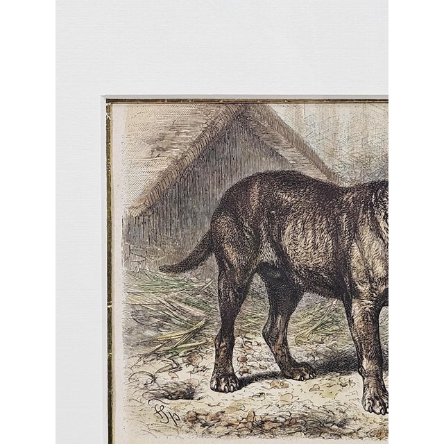 Late 19th Century Friedrich Carl Georg Specht, Dog, 1870, Original Woodcut, Framed For Sale - Image 5 of 12