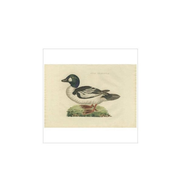 Sepp & Nozeman, Common Goldeneye, 1809, Paper For Sale - Image 4 of 6