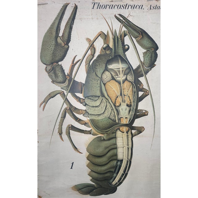 Vintage Linen School Map of The Lobster, 1940s For Sale - Image 9 of 14