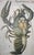 Vintage Linen School Map of The Lobster, 1940s For Sale - Image 9 of 14