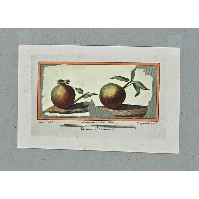 Antiquities of herculaneum still life, original etching from the end of the 18th century, realized by francesco cepparuli....