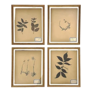 Antique French Herbarium Specimens From Late 19th Century – Set of 4