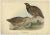 Antique print, titled: 'European Francolin (Francolinus vulgaris).' This plate shows the black francolin (Francolinus...