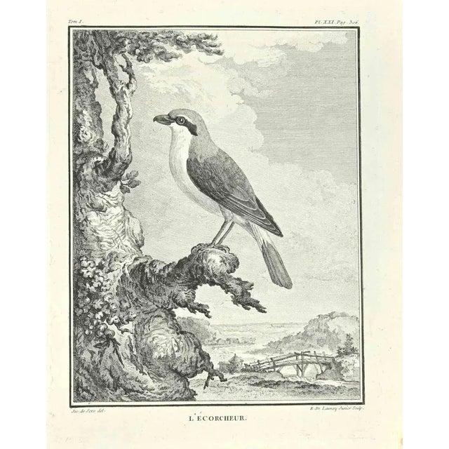 L'Ecorcheur is an etching realized by R. De Launay in 1771. The artwork Belongs to the suite "Natural, general and...