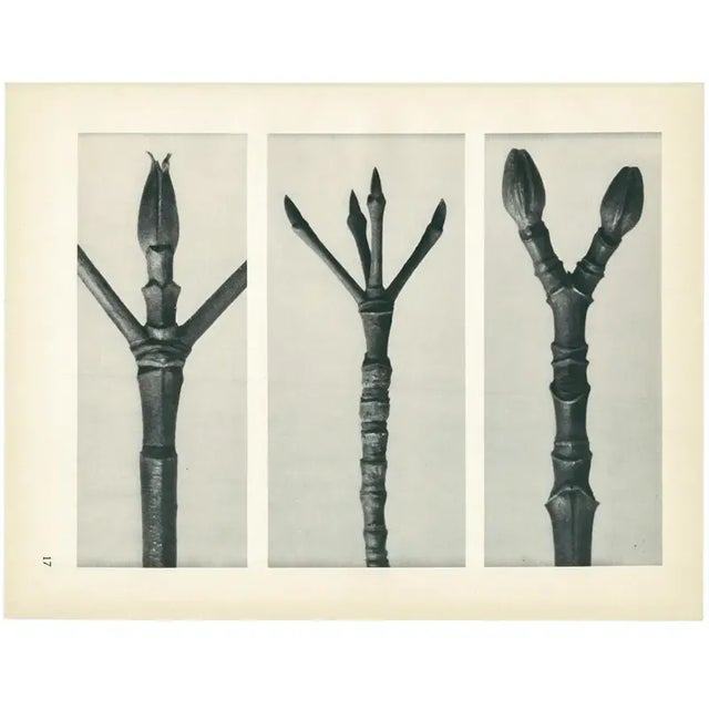 1928 Karl Blossfeldt Original Period Photogravure N17 of Cornus Nuttallii For Sale In Dallas - Image 6 of 6