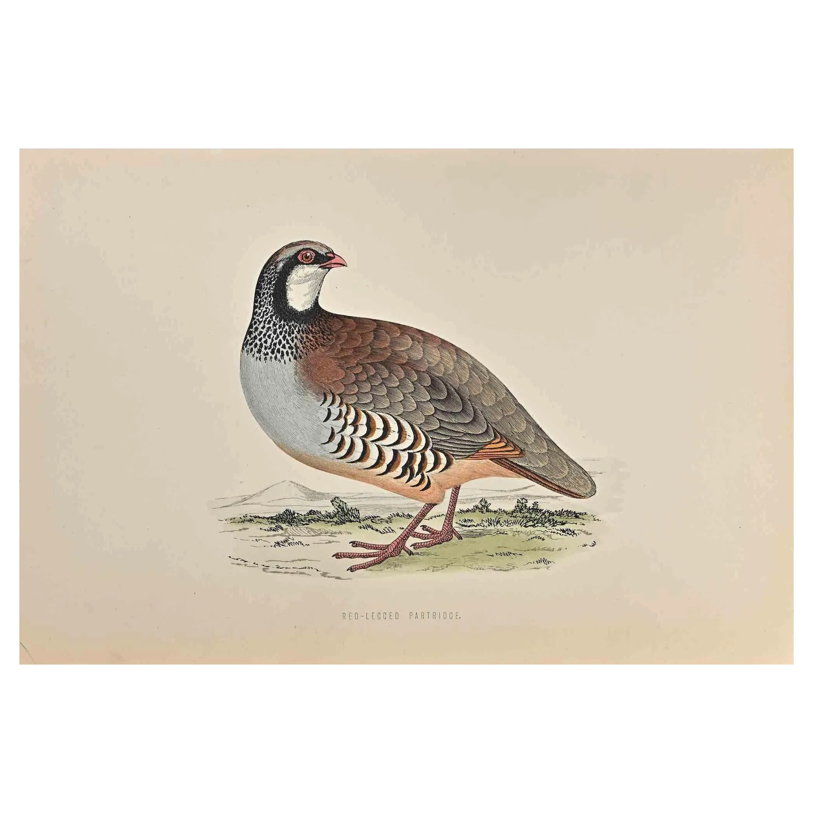 Alexander Francis Lydon, Red-Legged Partridge, Original Woodcut Print ...