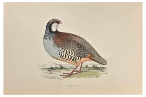 Alexander Francis Lydon, Red-Legged Partridge, Original Woodcut Print, 1870