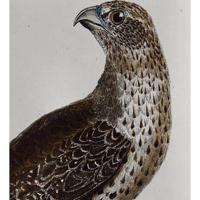 An Icelandic GyrFalcon: An 18th Century Hand-Colored Engraving by Martinet, 1770 For Sale - Image 4 of 5