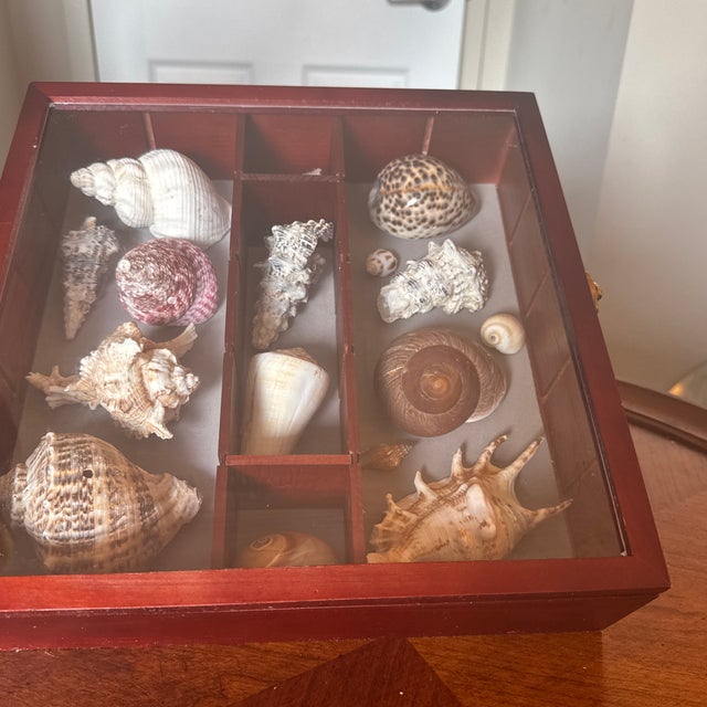 Brown Wooden Seashell Shadow Box – Hinged Glass Display Case With Coastal Shell Collection For Sale - Image 8 of 11