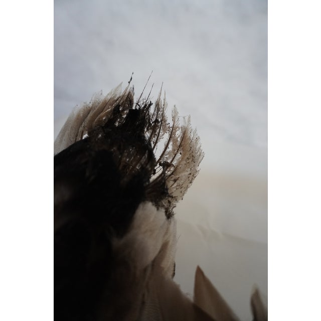 Taxidermy Flying Mallard Duck For Sale - Image 9 of 13