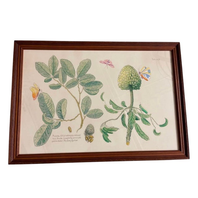Mark Catesby "The Sweet Sop Tree" Framed Botanical Print For Sale - Image 4 of 12