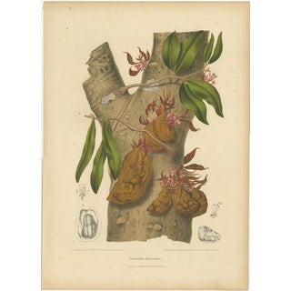 Berthe Hoola van Nooten, Namnam Tree, 1880, Chromolithograph For Sale