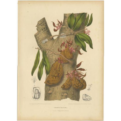 Berthe Hoola van Nooten, Namnam Tree, 1880, Chromolithograph For Sale