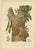 Berthe Hoola van Nooten, Namnam Tree, 1880, Chromolithograph For Sale