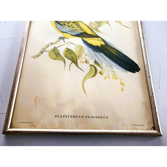 Nature Illustration of a Bird of the Species Sylvia Atricapilla, 1950s For Sale - Image 9 of 15