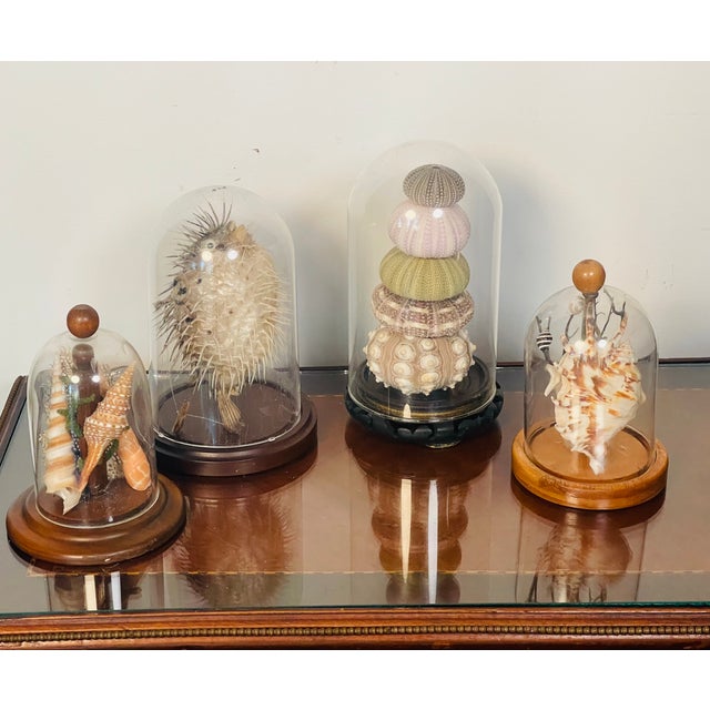 4 pcs Domed clochets 6” and 8” with marine natural history specimens- sea shells. Urchins, blowfish etc as coastal home...