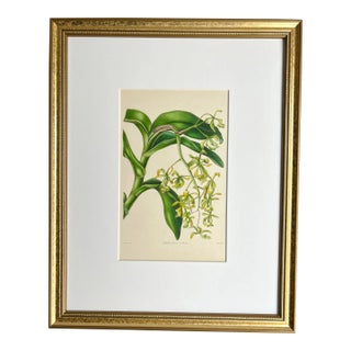 Antique Mrs. Tayler Botanical Print of Orchids Epidendrum 19th Century. For Sale