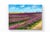 Original oil on canvas by Humphrey depicting rolling fields of blooming lavender beneath a brilliant blue sky with soft...
