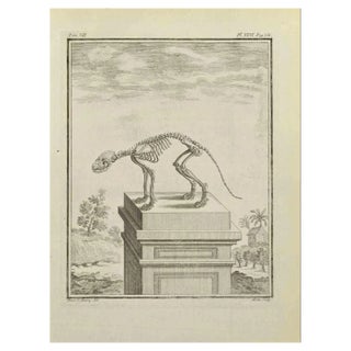 Jean Gullaume Moitte, Skeleton, Etching, 1771 For Sale