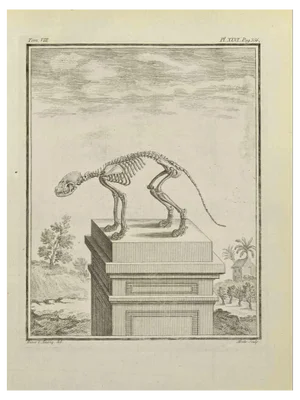 Jean Gullaume Moitte, Skeleton, Etching, 1771