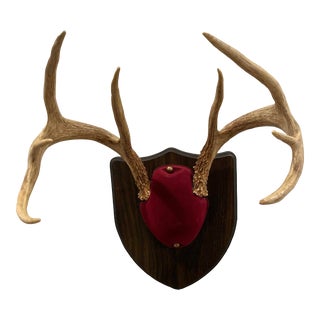 Mid 20th Century Vintage Trophy Mount Antlers For Sale