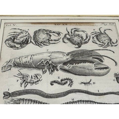 Sculpture Materials Lot of 3 Antique Italian Natural History Fish & Ray Engravings, Hand Colored, Matted For Sale - Image 7 of 14