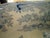 19th Century English Transferware Platter For Sale - Image 9 of 14