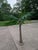 Mid Century Coastal Palm Tree Bullet Floor Lamp For Sale In Cleveland - Image 6 of 13