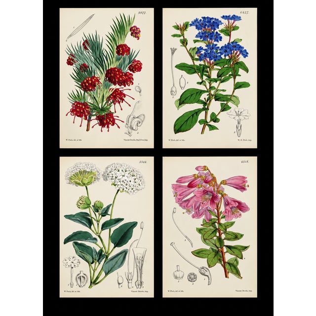 An exceptional 19th-century botanical lithograph attributed to celebrated botanical artist Walter Hood Fitch, produced for...