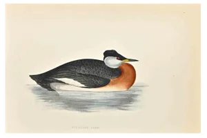 Alexander Francis Lydon, Red-Necked Grebe, Woodcut Print, 1870