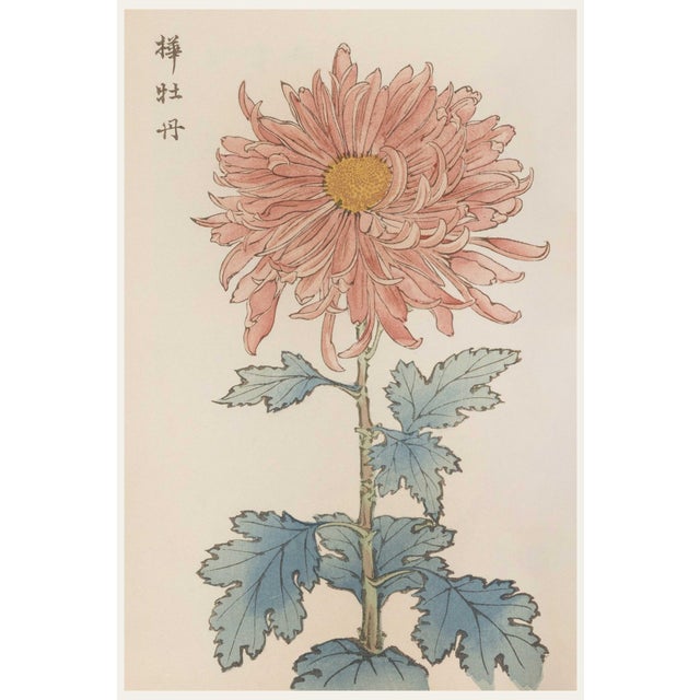 Pink Flower by Hasegawa, Vintage Japanese Botanical Art Print, 8" X 12" For Sale