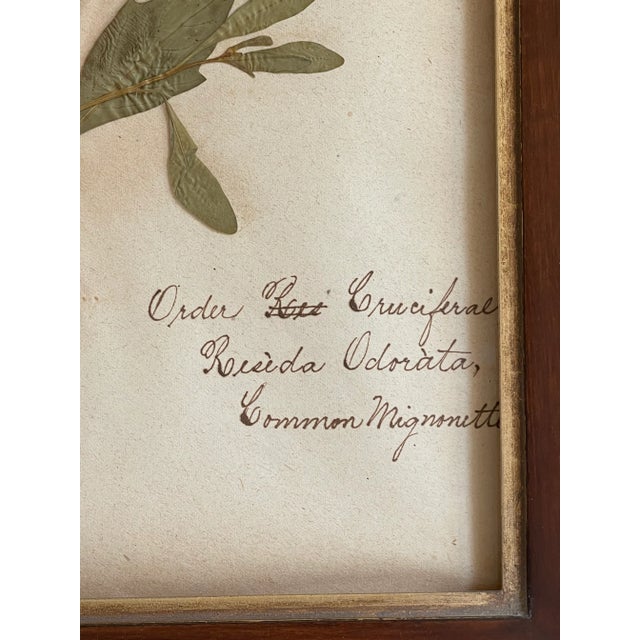 Antique Swedish Herbarium - Sweet Mignonette, Circa Late 19th Century For Sale - Image 4 of 8