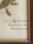 Antique Swedish Herbarium - Sweet Mignonette, Circa Late 19th Century For Sale - Image 4 of 8