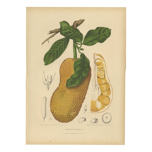 Hoola van Nooten, Jackfruit, 1880, Chromolithograph For Sale