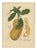 Hoola van Nooten, Jackfruit, 1880, Chromolithograph For Sale