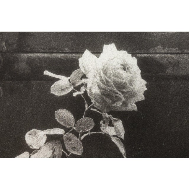 A contemporary gelatin silver print titled "Rose and Artichoke, 1992" by photographer John Stewart. Hand signed and dated...