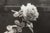 A contemporary gelatin silver print titled "Rose and Artichoke, 1992" by photographer John Stewart. Hand signed and dated...