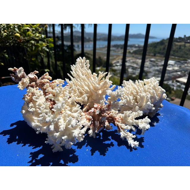 Shell 60-Piece Fine Seashell & Coral Collection For Sale - Image 7 of 18