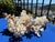 Shell 60-Piece Fine Seashell & Coral Collection For Sale - Image 7 of 18