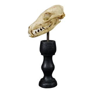 Antique Red Fox Skull Taxidermy, Germany Ca. 1900s For Sale