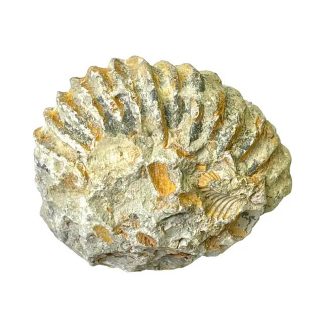 Mantelliceras Ammonite Fossil on Wooden Display Stand For Sale In Tampa - Image 6 of 7