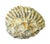 Mantelliceras Ammonite Fossil on Wooden Display Stand For Sale In Tampa - Image 6 of 7