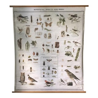 Early 1900s Denoyer-Geppert Insects & Birds Pull Down Chart For Sale