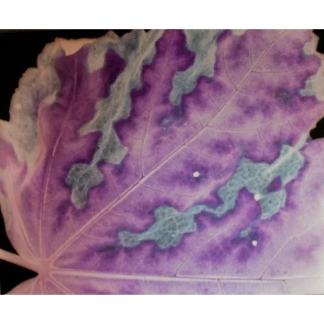 These photographic works by Carol Drobek are created without a camera in the darkroom. The actual objects--flowers/wings...