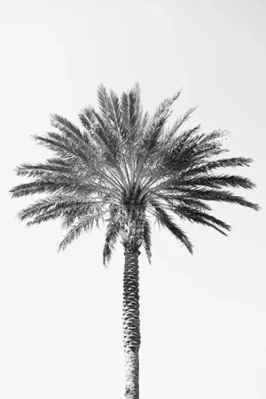 'Palm Tree' Art Print, Large Contemporary Minimalist Black and White Fine Art Photograph, Tropical Coastal Wall Art, 24 X 36" Photography Print