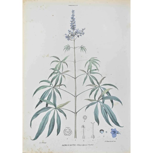 Vincenzo Tenore, Agnocasto (Agnus Castus), Lithograph, 1870s For Sale