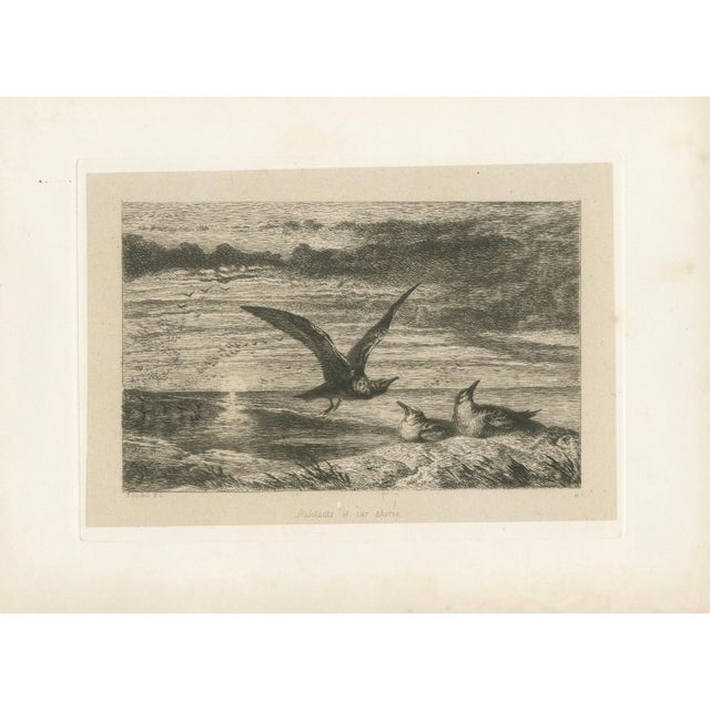After R. Ansdell, Seagulls at Sunset on Coastal Cliffs, Etching, 1872 For Sale - Image 9 of 9