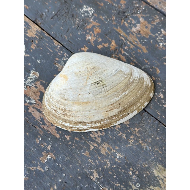 Vintage Folk Art Hand-Painted "Us Eagle c.g." Clam Shell, Circa 1950s For Sale - Image 10 of 10