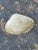 Vintage Folk Art Hand-Painted "Us Eagle c.g." Clam Shell, Circa 1950s For Sale - Image 10 of 10