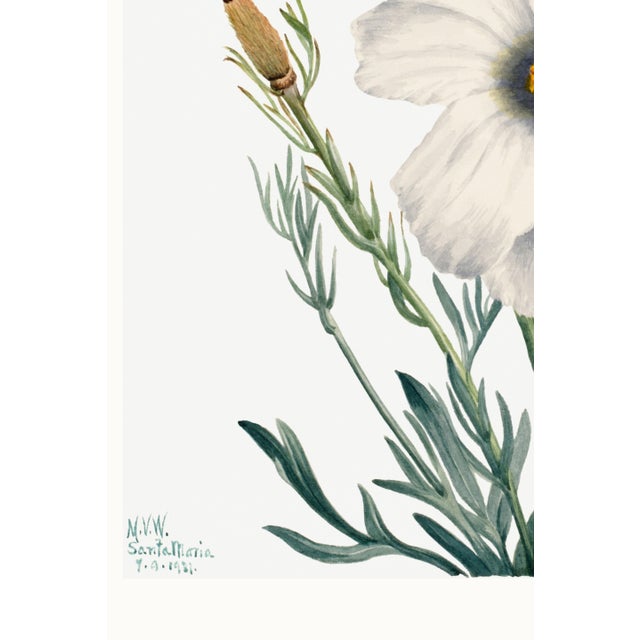 Matilija Poppy, Vintage Botanical Art Print Reproduction by Mary Vaux Walcott, 32" X 48" For Sale - Image 9 of 10